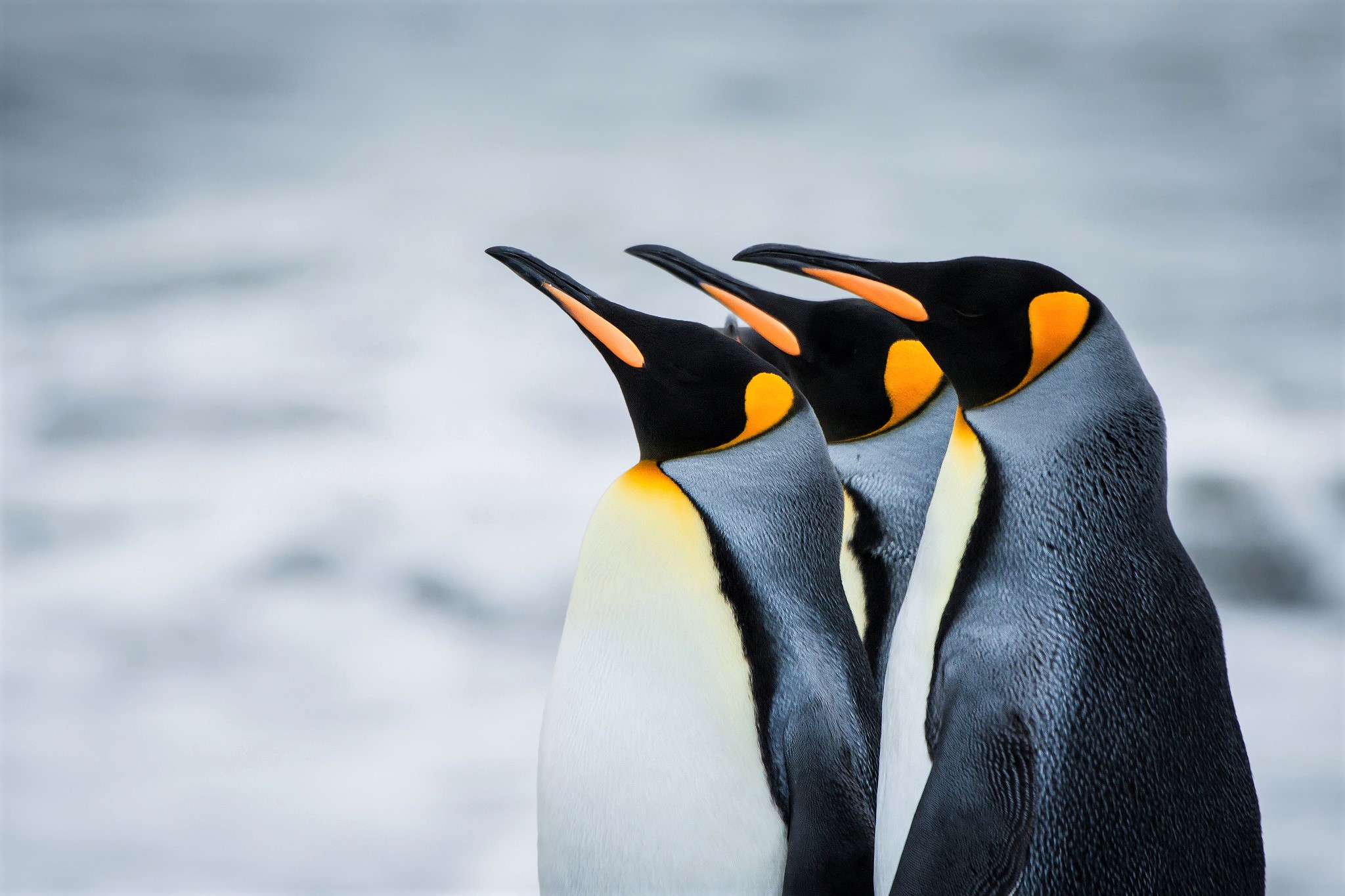 King Penguins HD Wallpaper Background Image Id