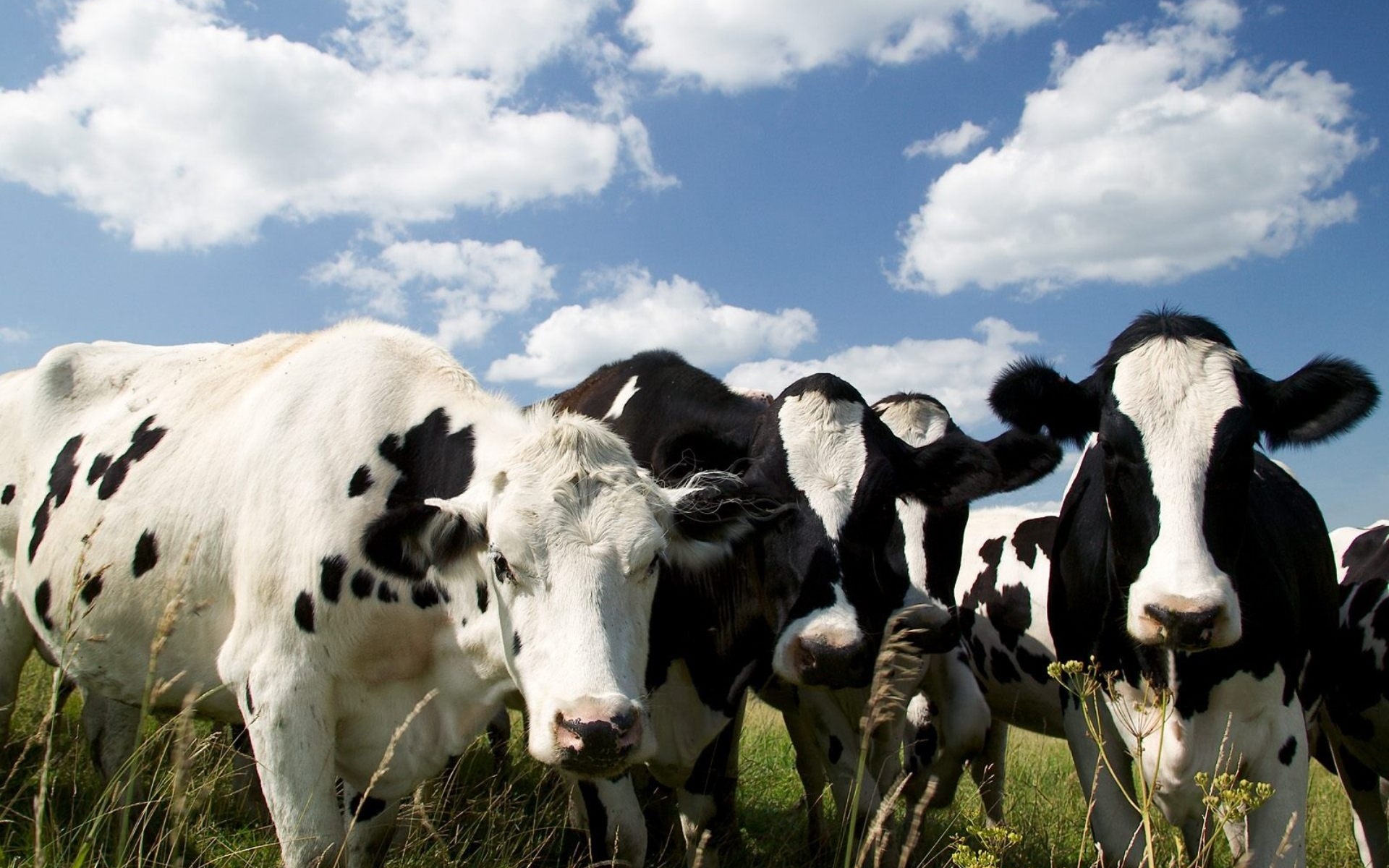 Holstein Cow Wallpaper Android Apps On Google Play