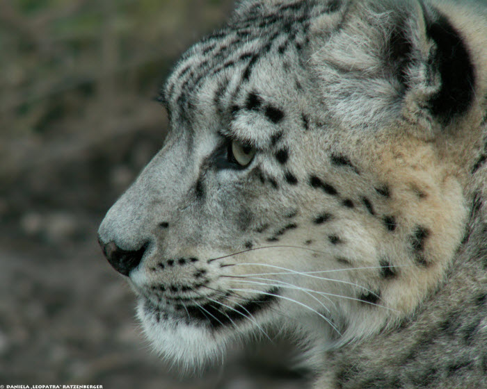 best photo viewer for mac snow leopard