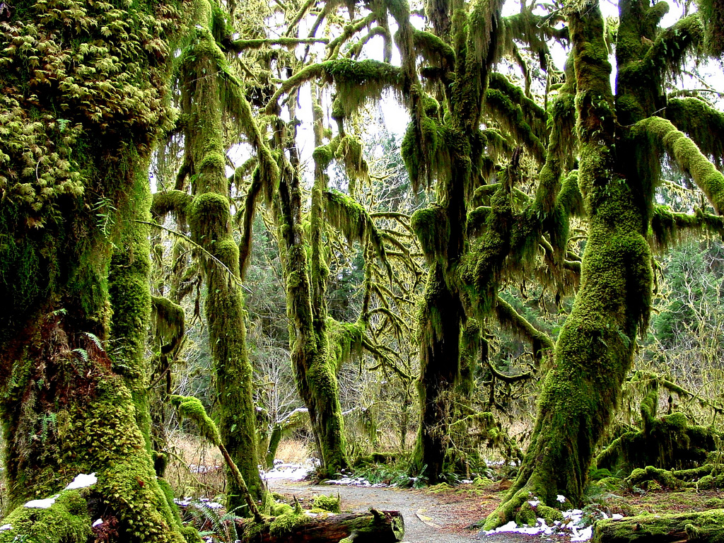 The Creak Of Boots Hoh Rain Forest
