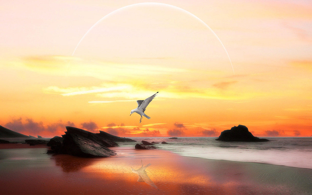 Animal WallpapersFreedom of flying seagulls HD desktop wallpaper 4