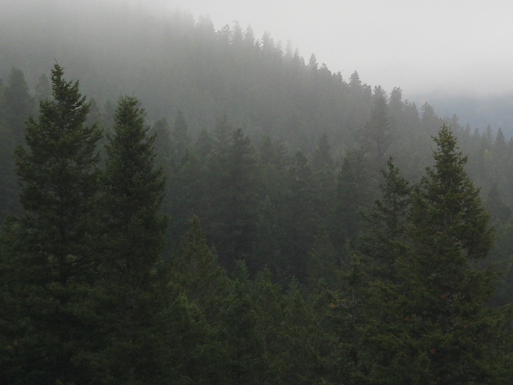 Foggy Forest By Shady313