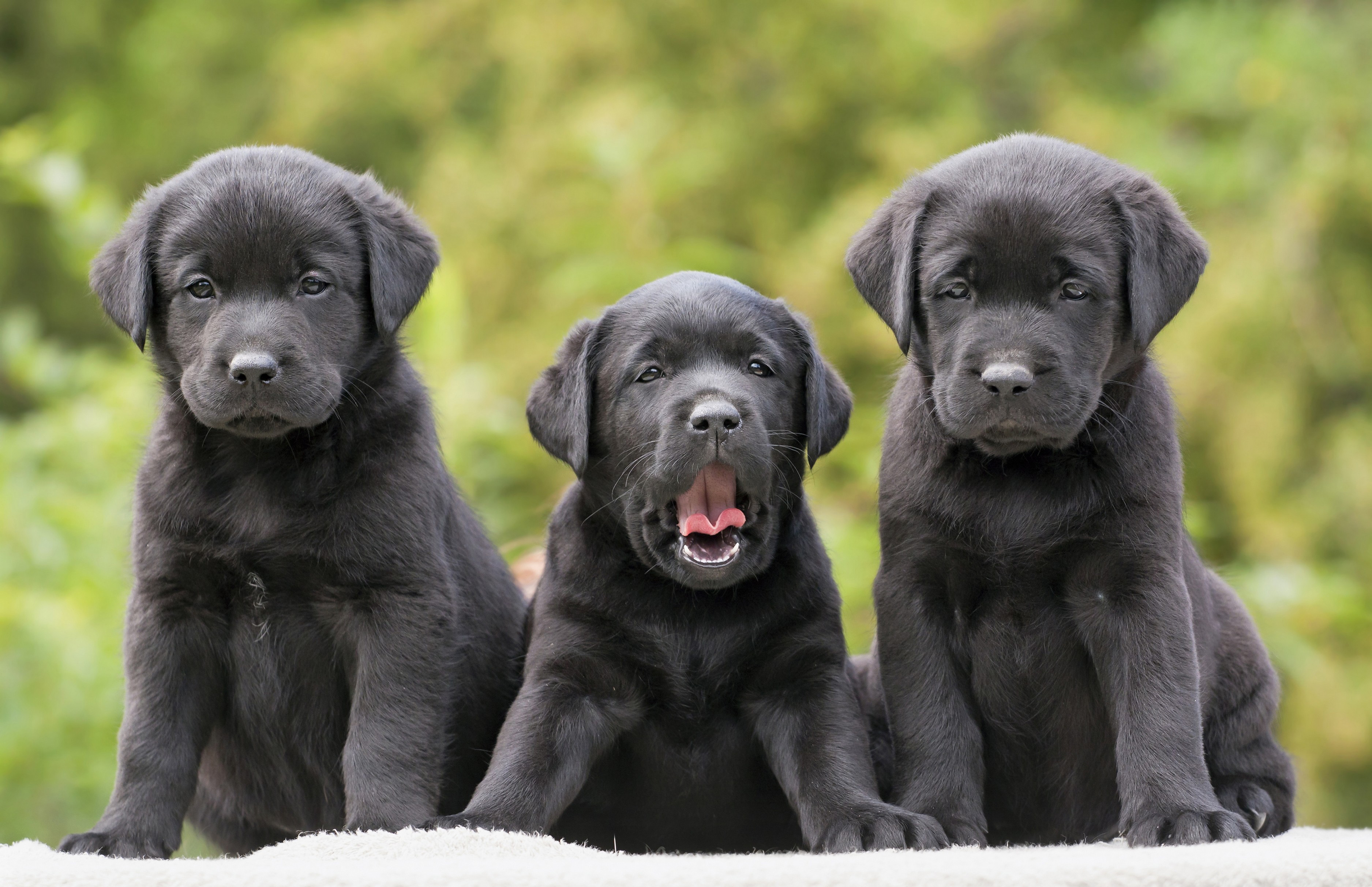 Cute Black Labrador Retrievers Puppies by Reddogs 3750x2425