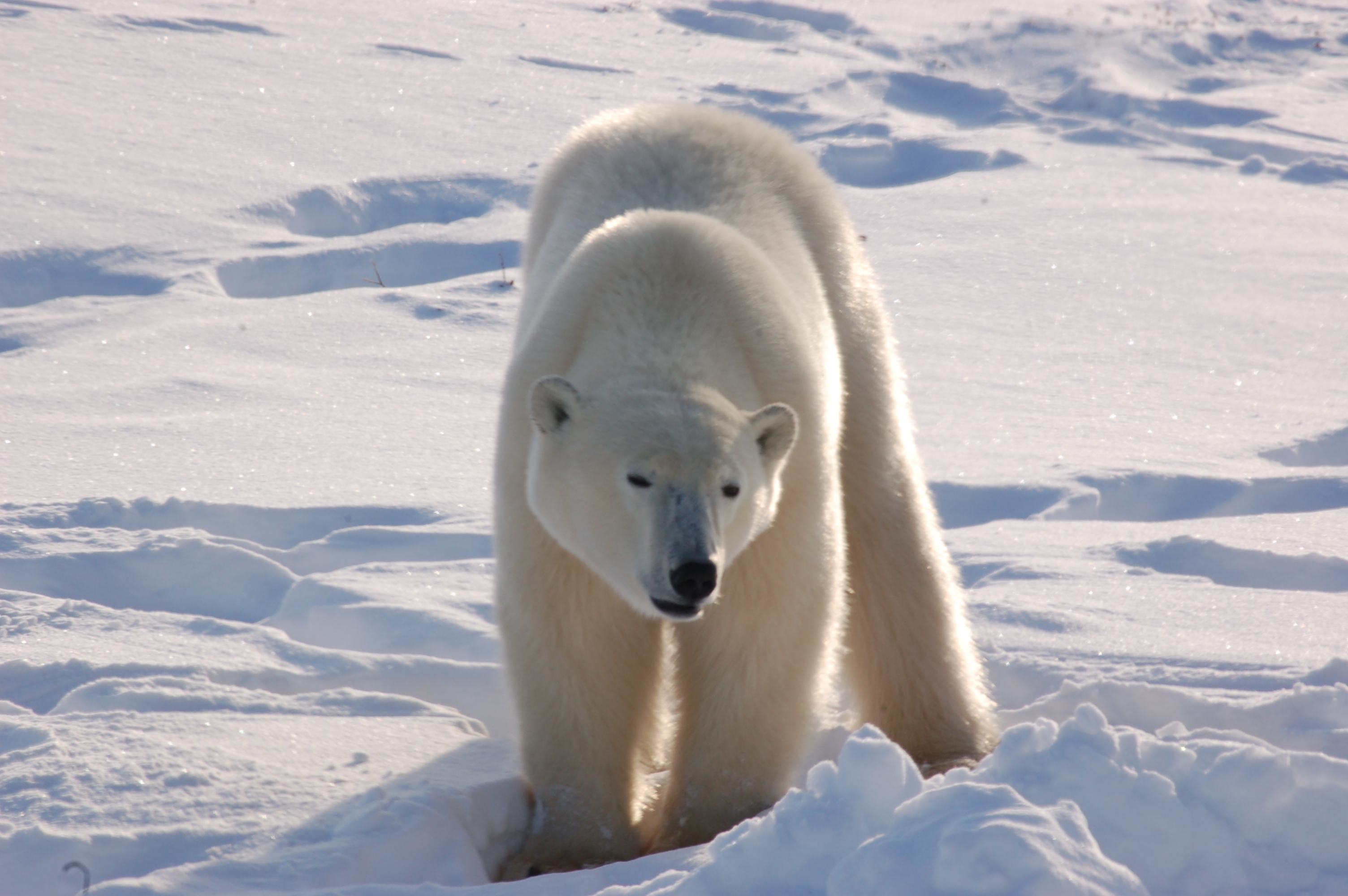 Churchills Polar Bears In Canada Bing Wallpaper Pictures