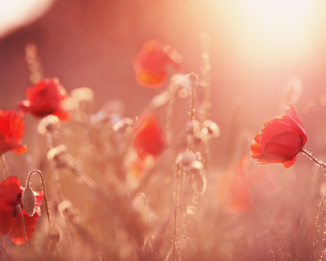 Red Poppies Wallpaper Sonnen Sich Im Glanz Der Aufgehenden Sonne