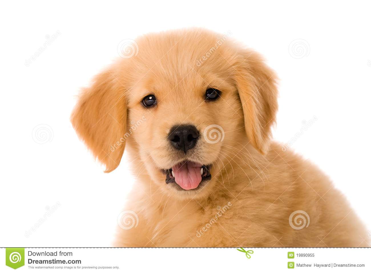 Golden Retriever Puppies For HD Wallpaper