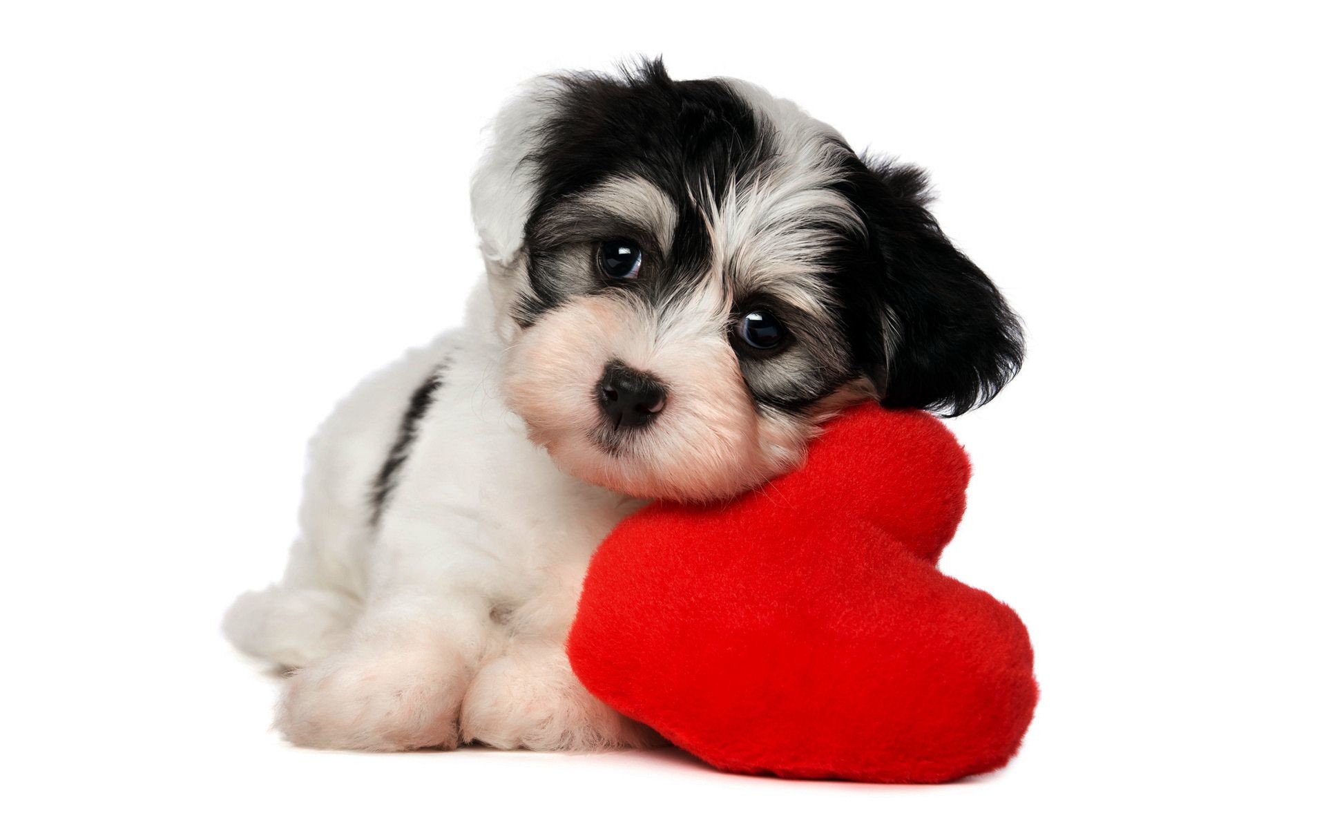 Puppy Valentine Wallpaper