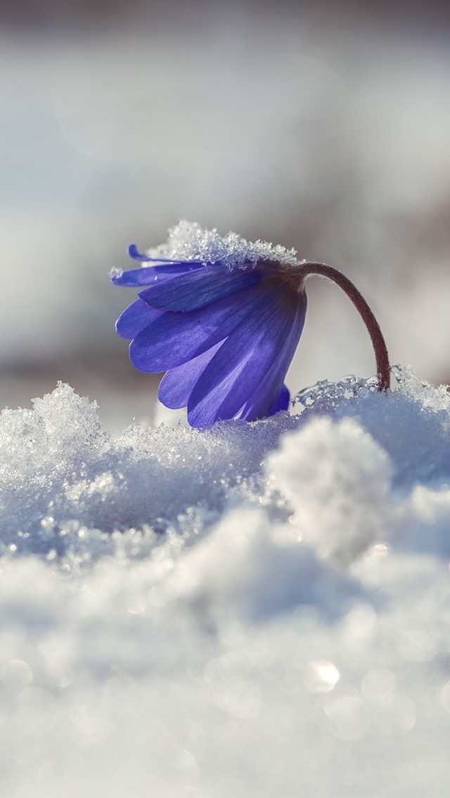 Blue Flower Primrose Snow Winter iPhone 5s 5c Se