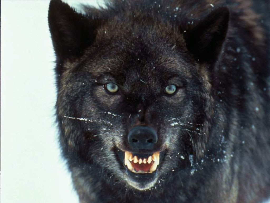 Wolf Wallpaper HD In Animals Imageci
