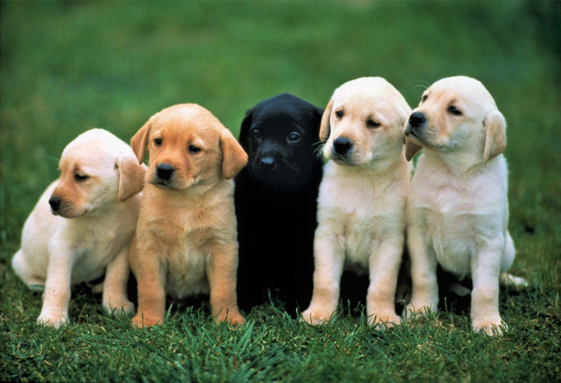 Five adorable Labrador Retriever puppies sitting on a grassy lawn