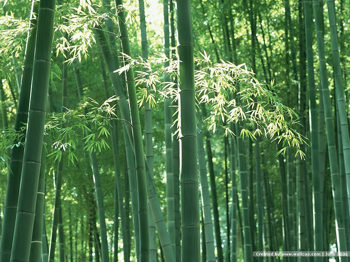 Bamboo Pictures Fresh Green Wallpaper Bamboos