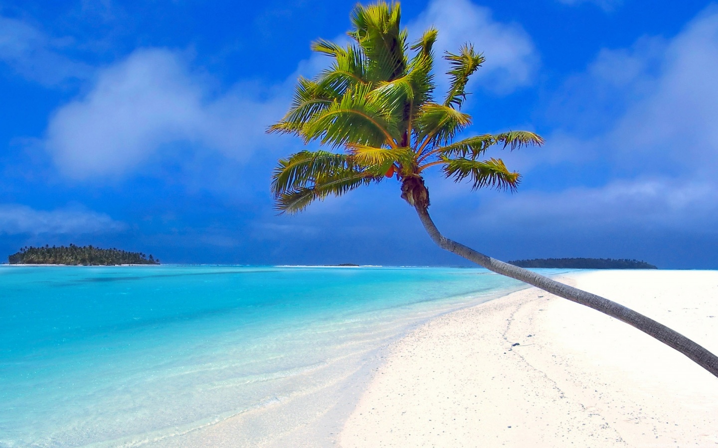 Maldives Palm Tree Wallpaper HD Widescreen
