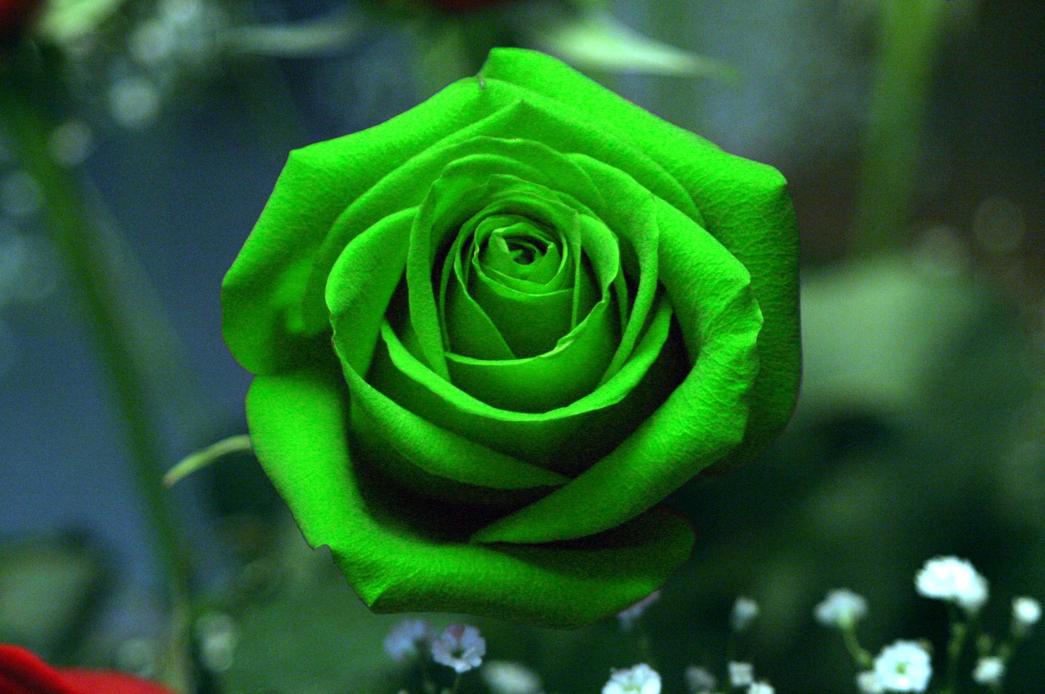 Green Rose Wallpaper HD Base