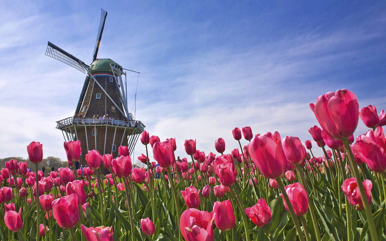 Tulip And Windmill Landscape Wallpaper