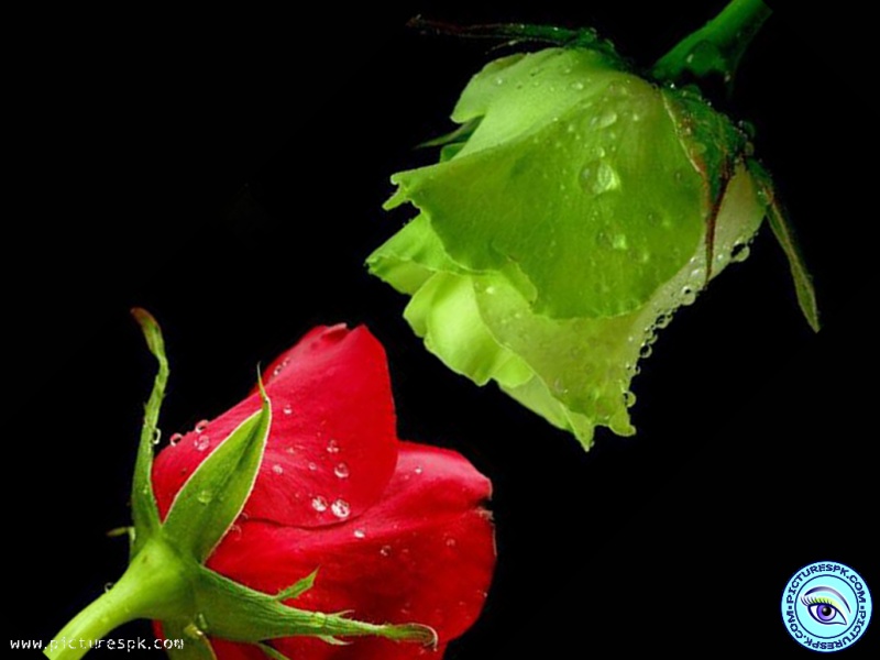 Red And Green Rose Picture Wallpaper In Resolution