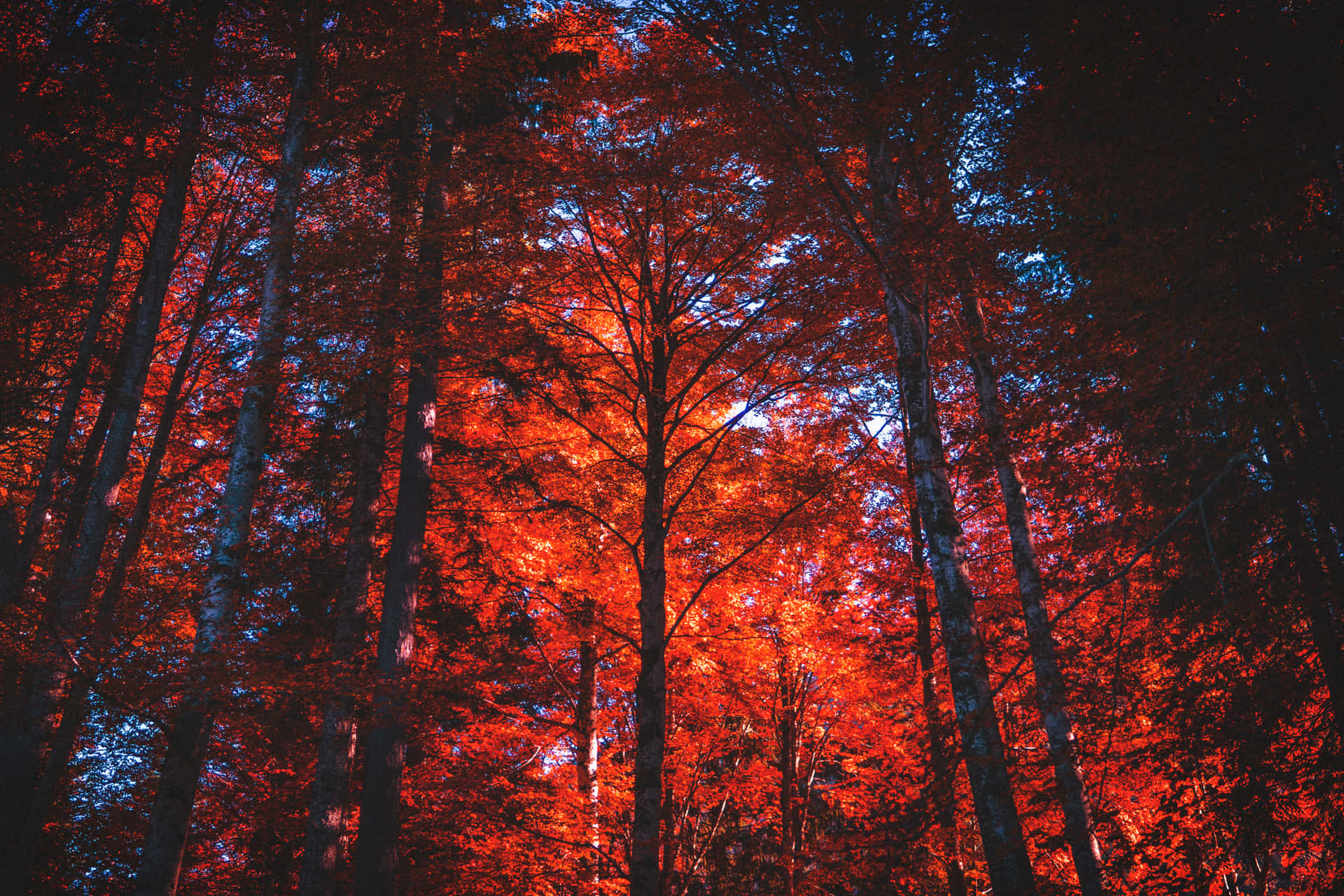 Red Forest Wallpaper