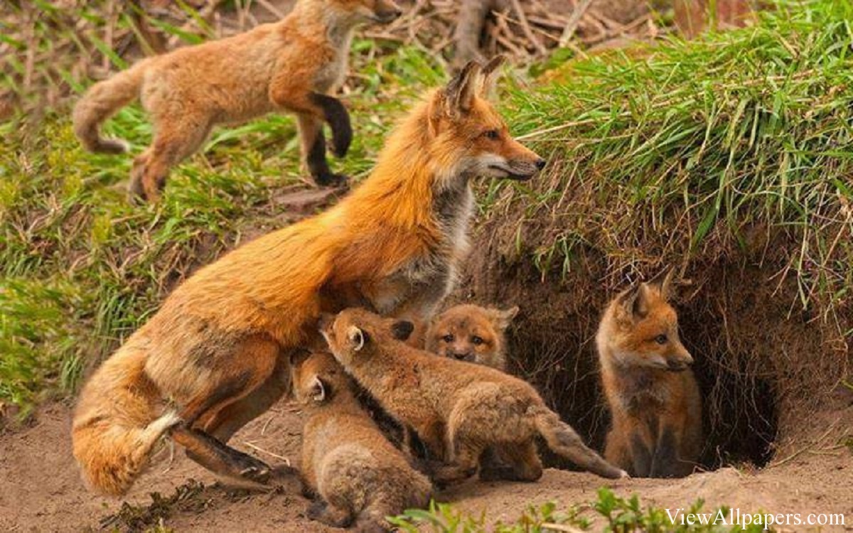 Animal Pla Fox Family High Resolution