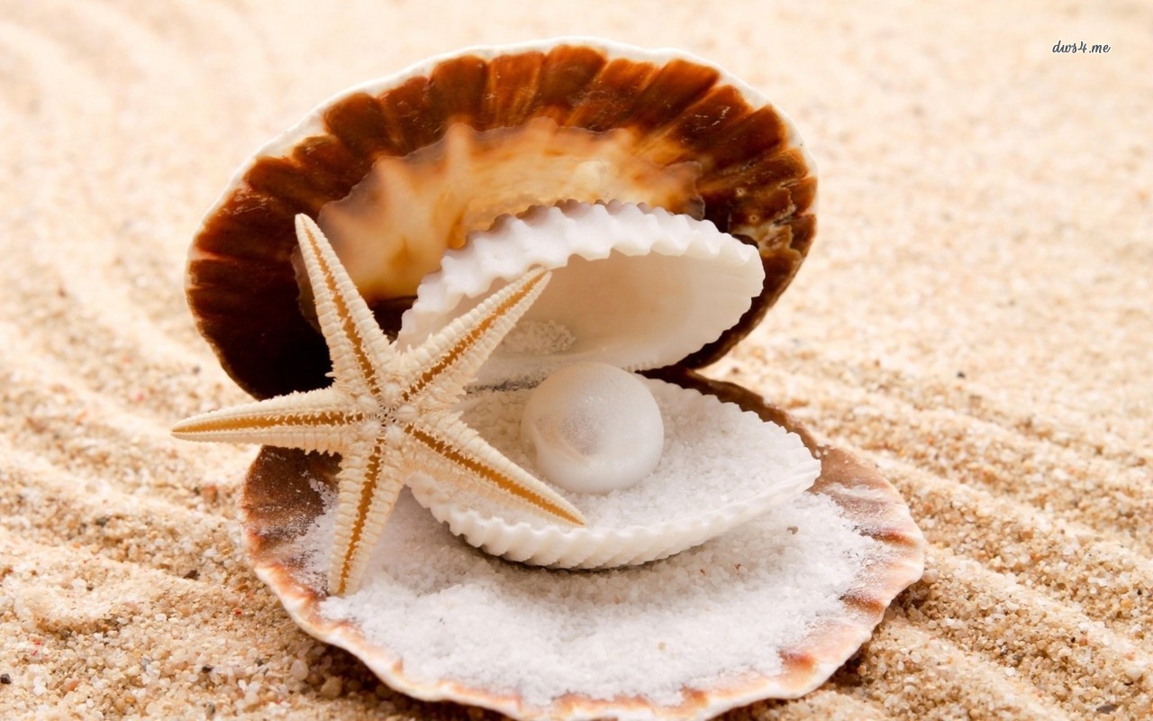 Pearl In The Seashell Wallpaper Photography