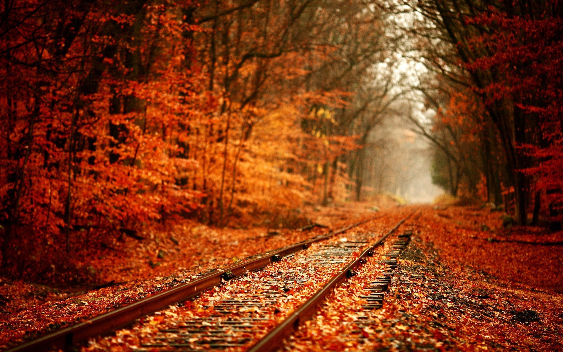 Railroad Through The Fall Woods Wallpaper