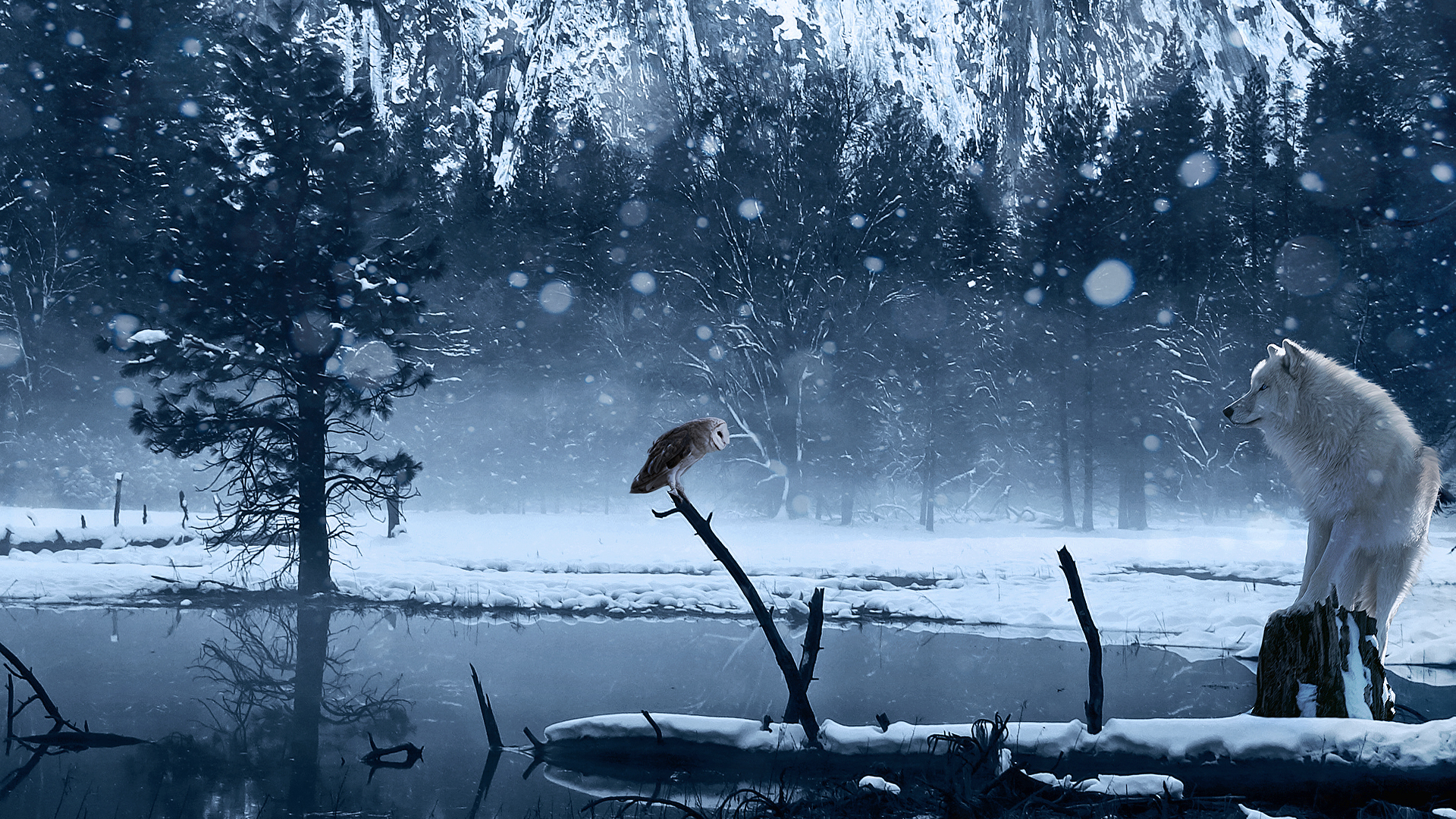 Art Winter Wolf Owl Snow Lake Wallpaper Photos Pictures