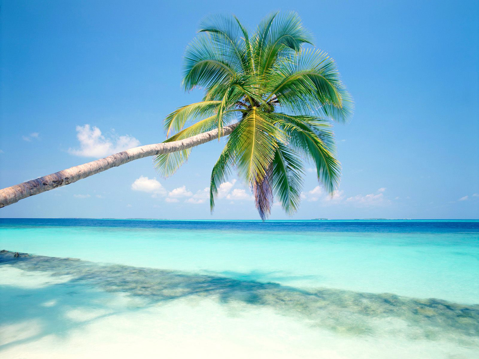 Free Tropical Beach With Palm Tree computer desktop wallpapers