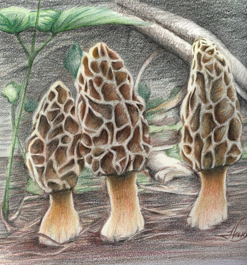 Morel Mushrooms By Westernman