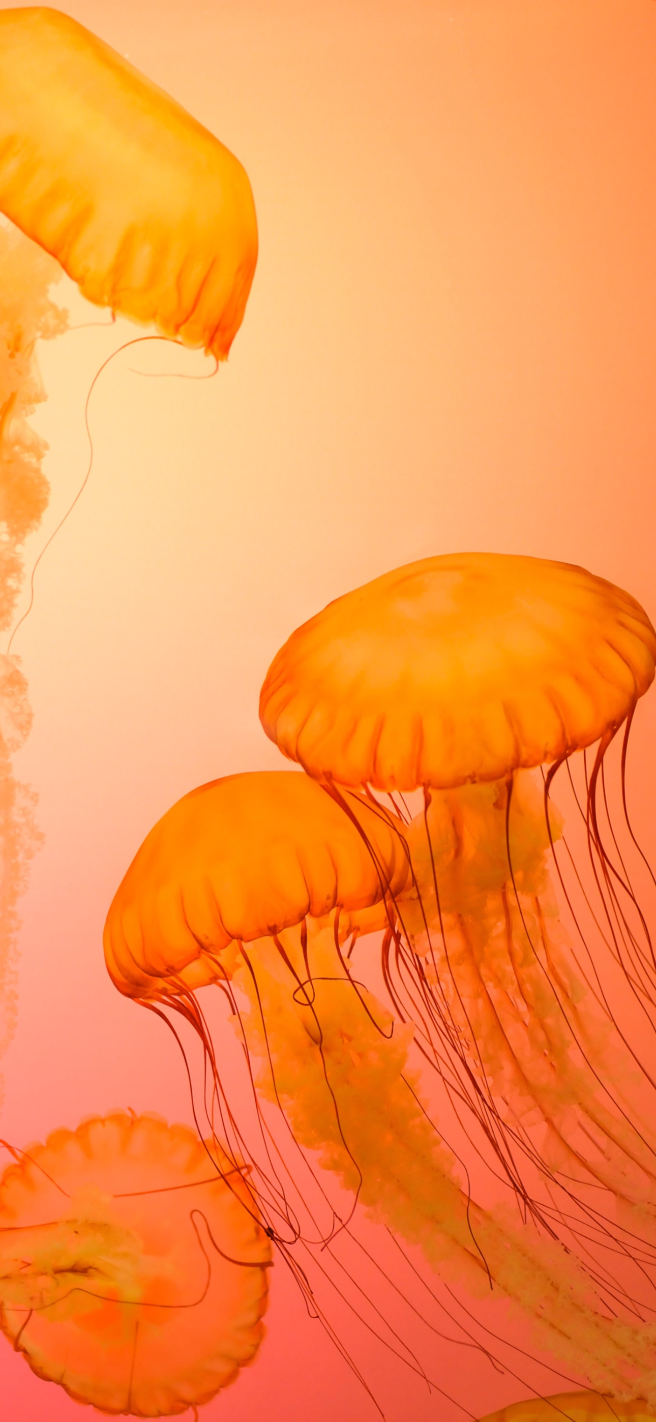A Collection Of Vibrant Orange Wallpaper For iPhone