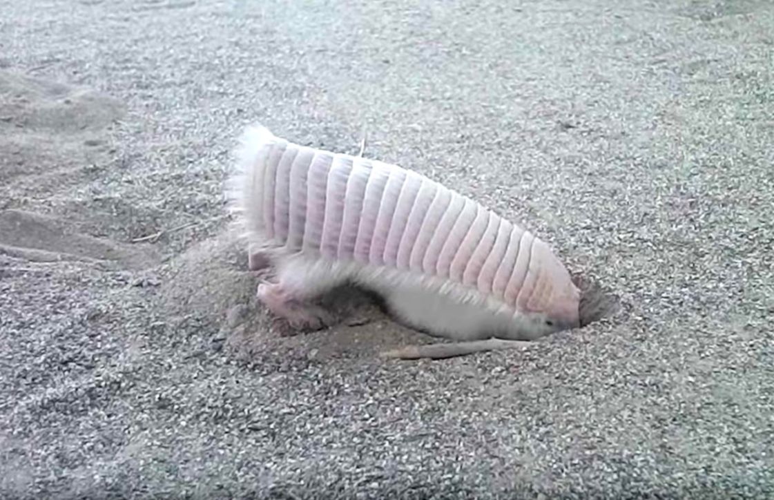 Pink Fairy Armadillo Wallpapers Awards 1121x724