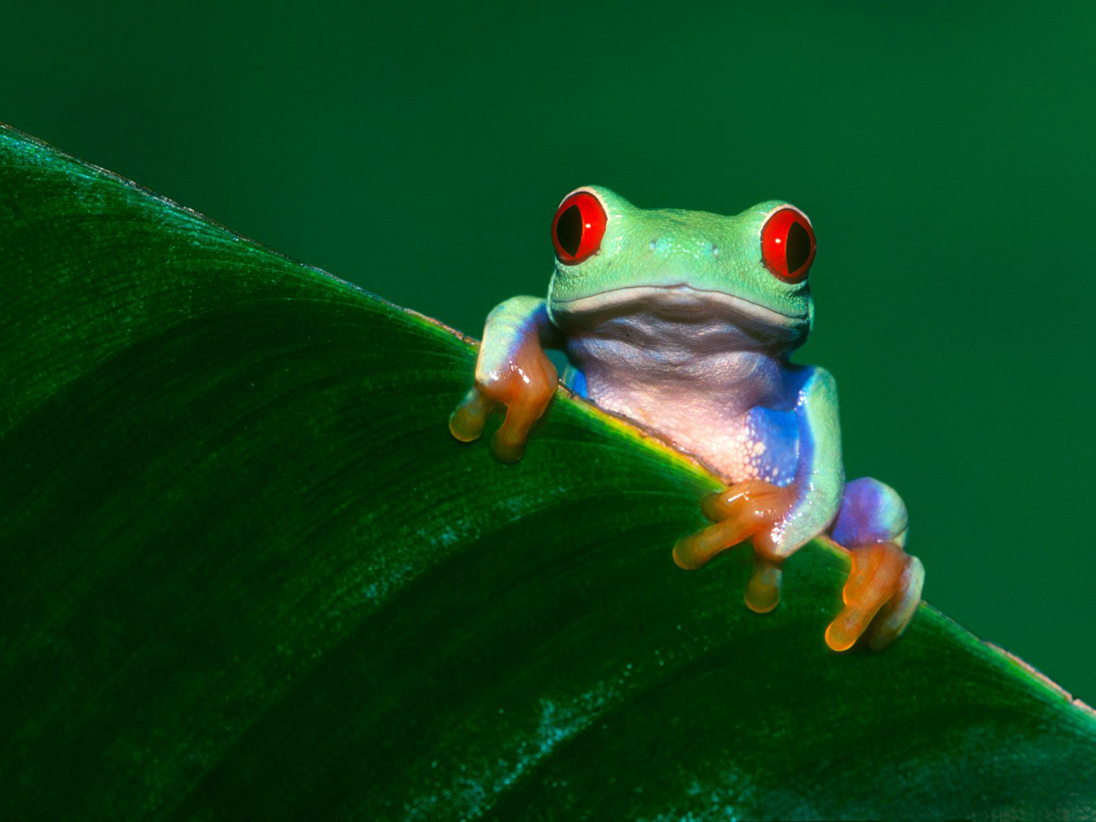 Funny Frogs HD Wallpaper Pictures Image