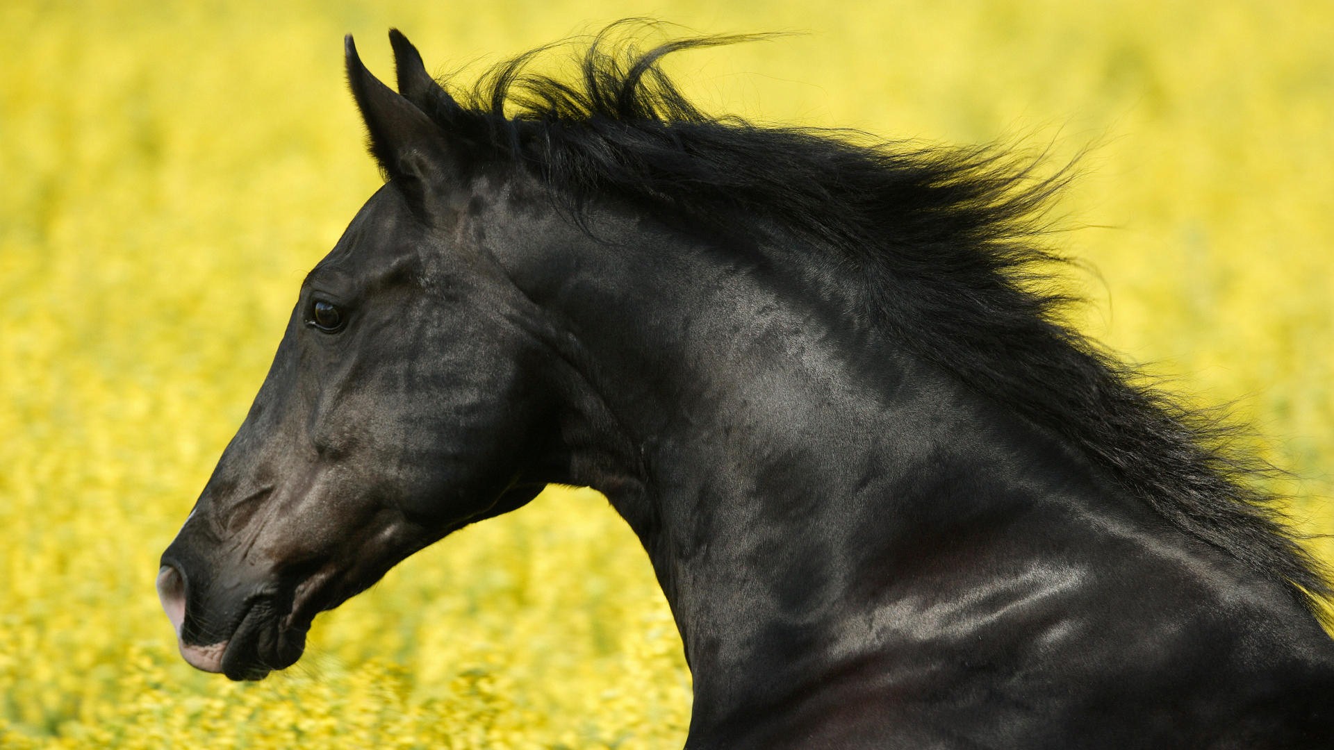 Resoloution Black Horse Face Photography HD Wallpaper