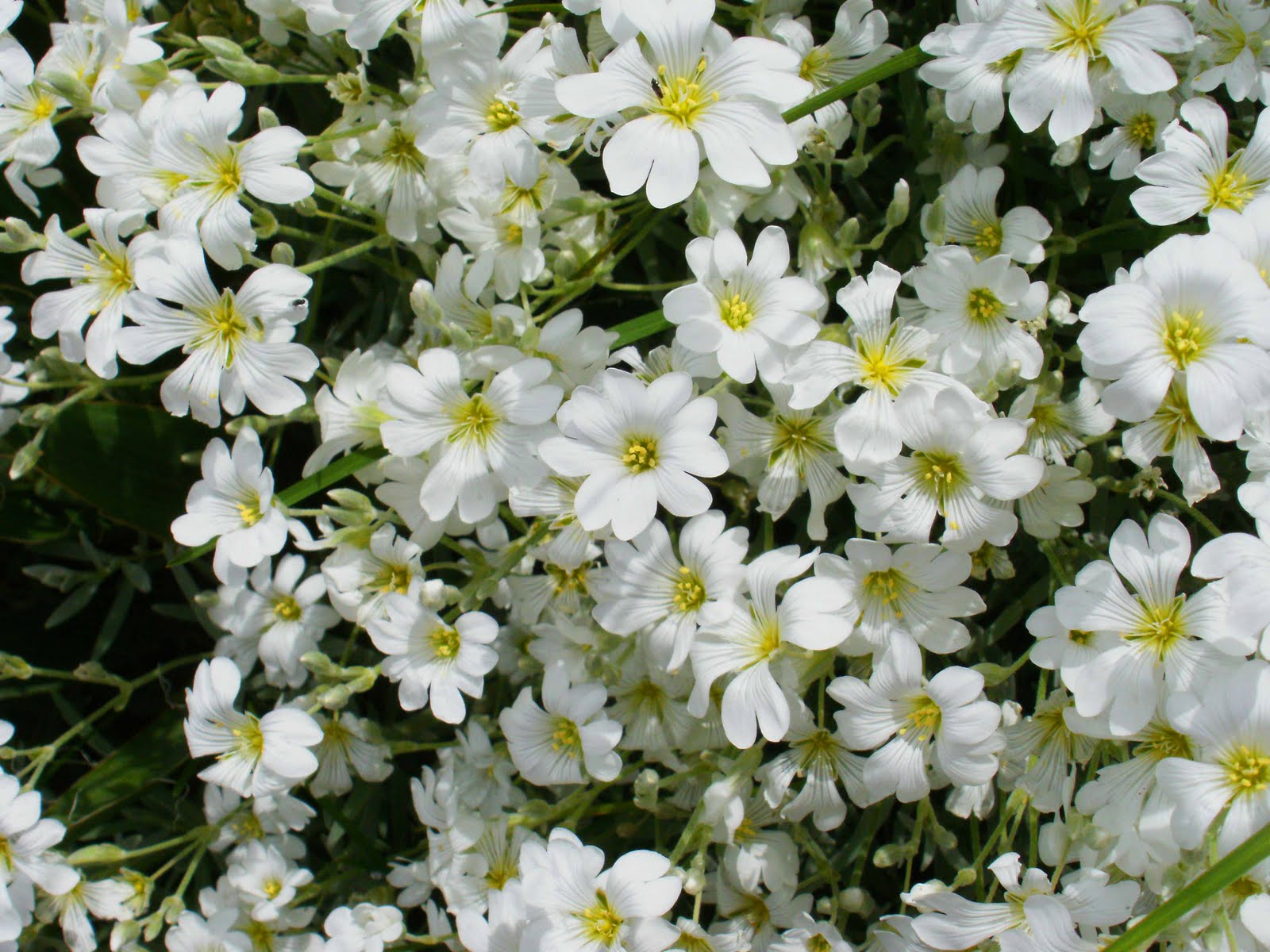 flowers for flower lovers Beautiful white flowers wallpapers