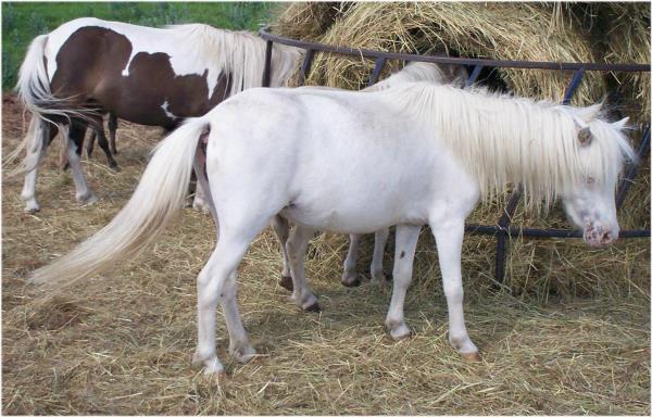 Appaloosa Horse Beautiful Gray