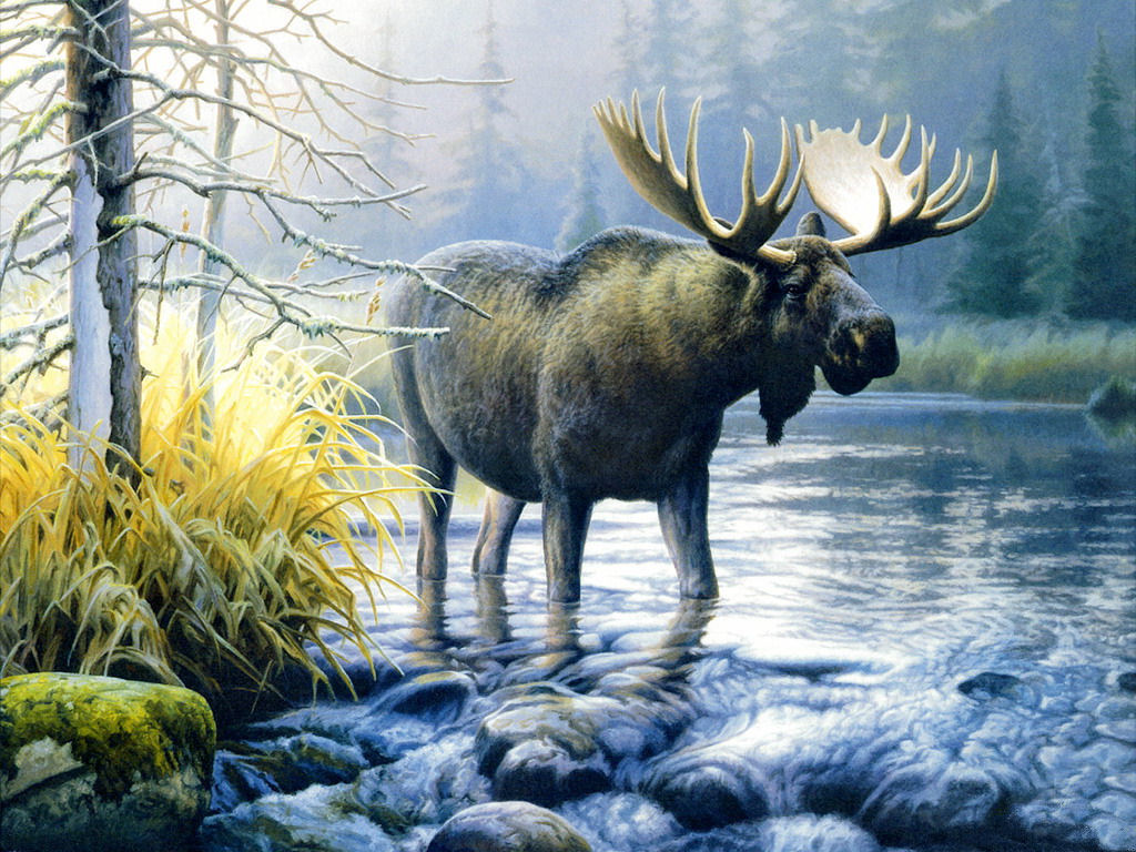Moose Wallpaper 68 pictures