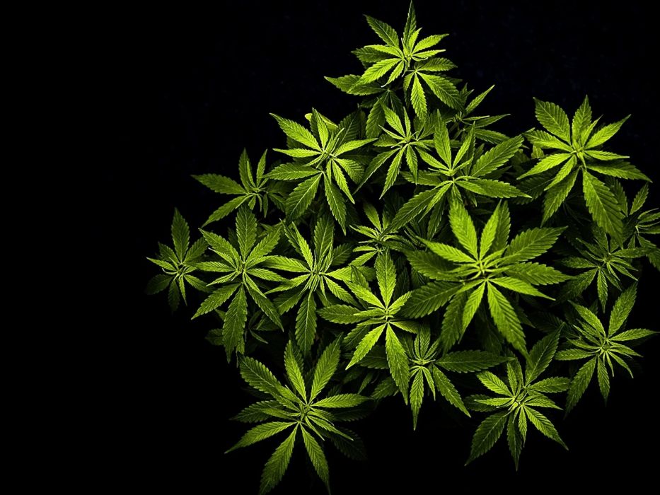 Marijuana Weed Mary Jane Drugs Wallpaper