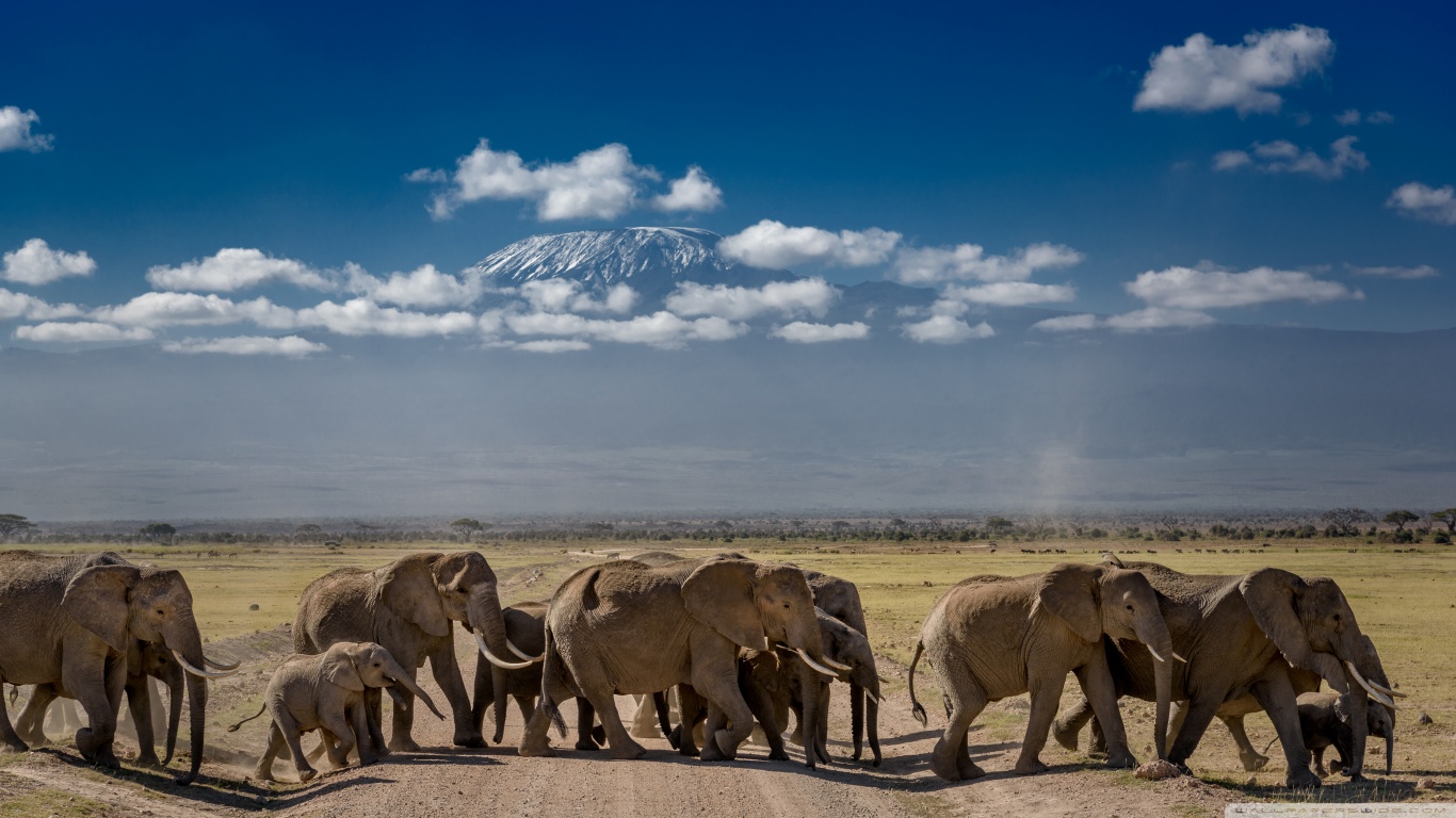 African Elephants Crossing The Road Ultra HD Desktop Background