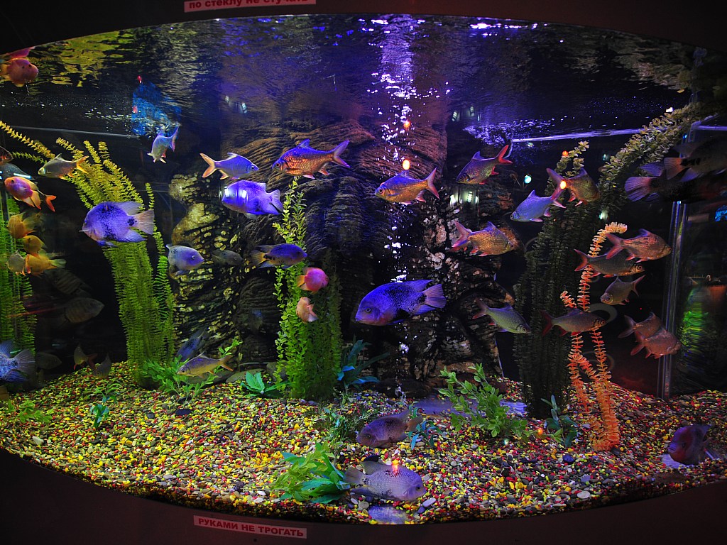 Desktop Wallpaper Picture X A Sea Aquarium