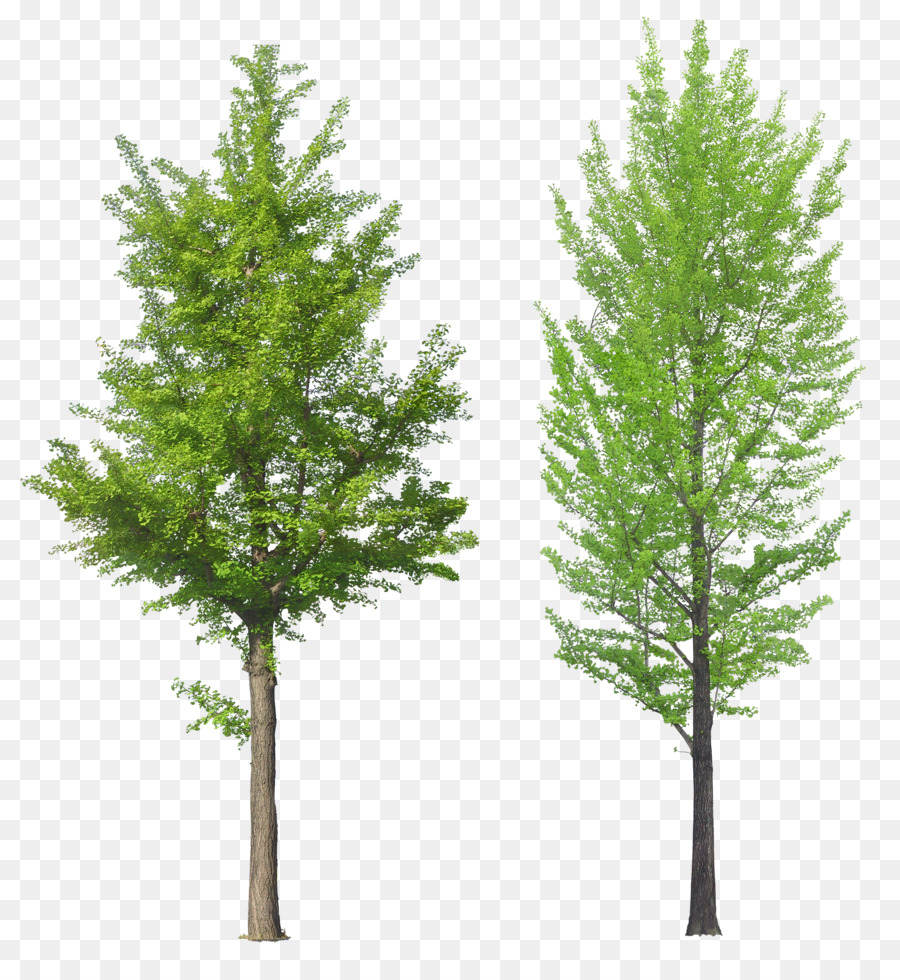 Family Tree Background Clipart Plant Pine Transparent
