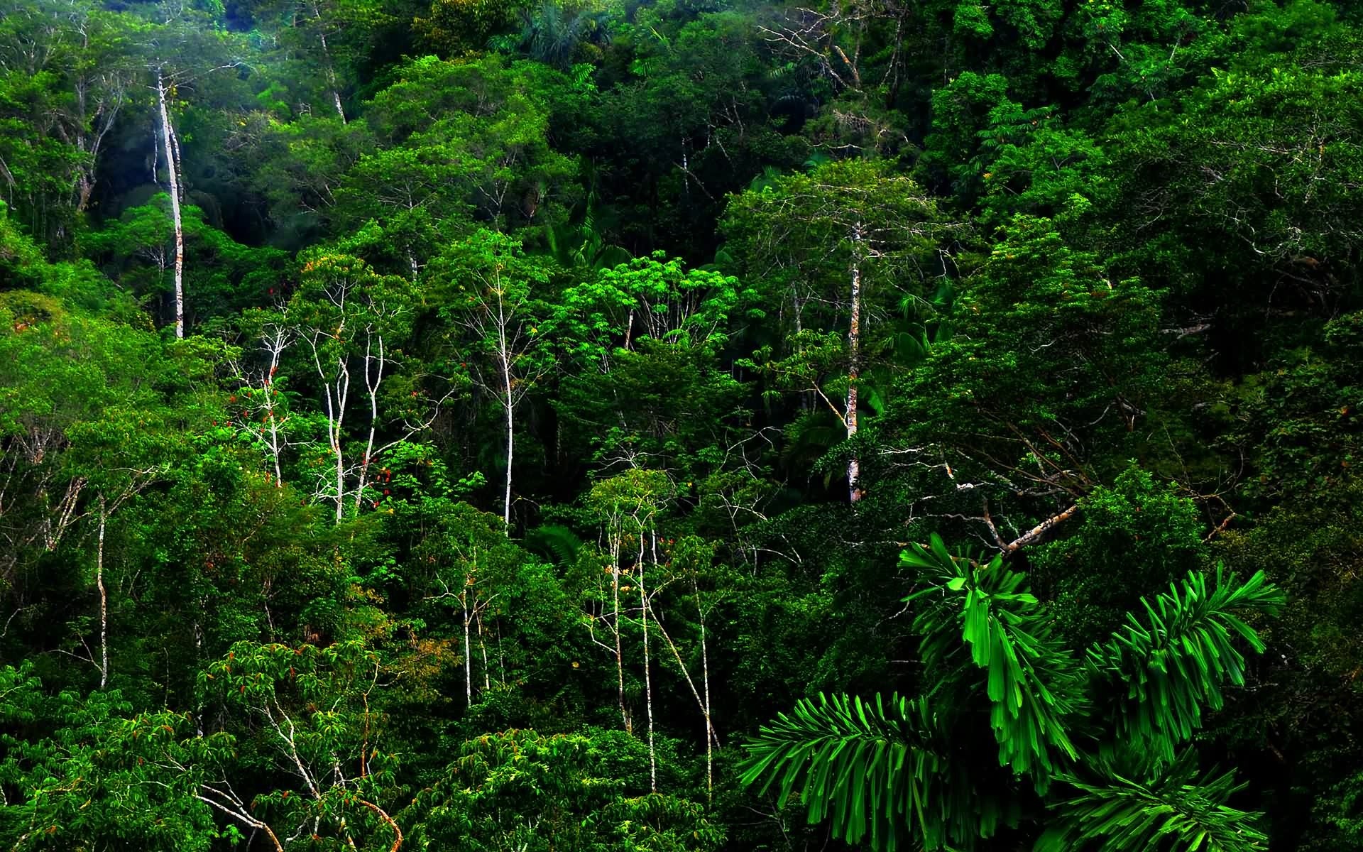 Rainforest Clipart Wallpaper Wikiclipart