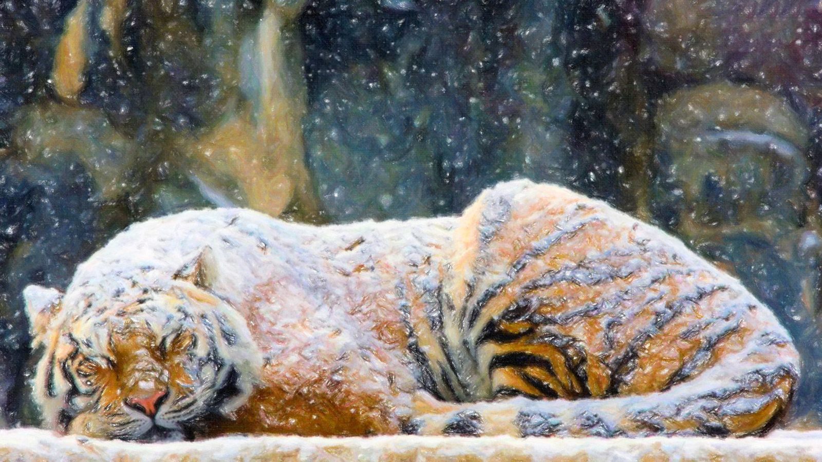 Snow Tiger HD Wallpaper Image Pictures