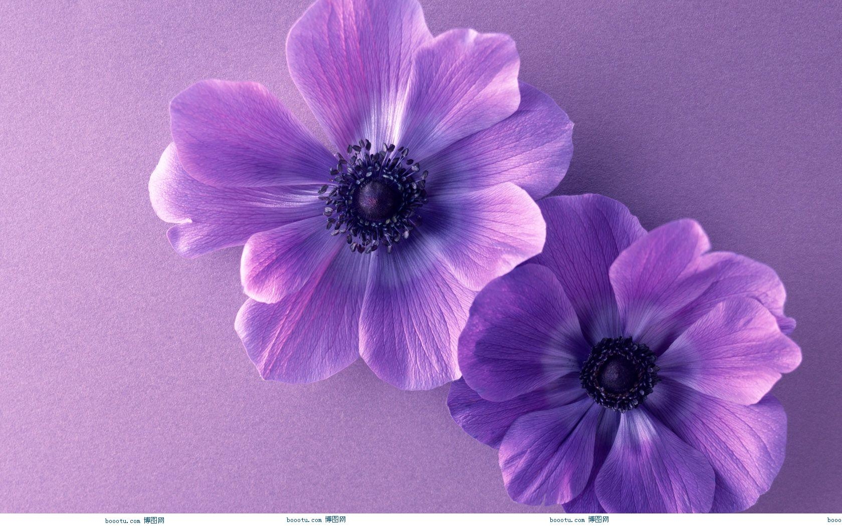 HD Wallpaper Purple Flower Border Desktop Flowers