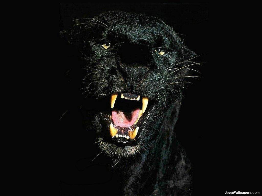 Black Panther wallpaper