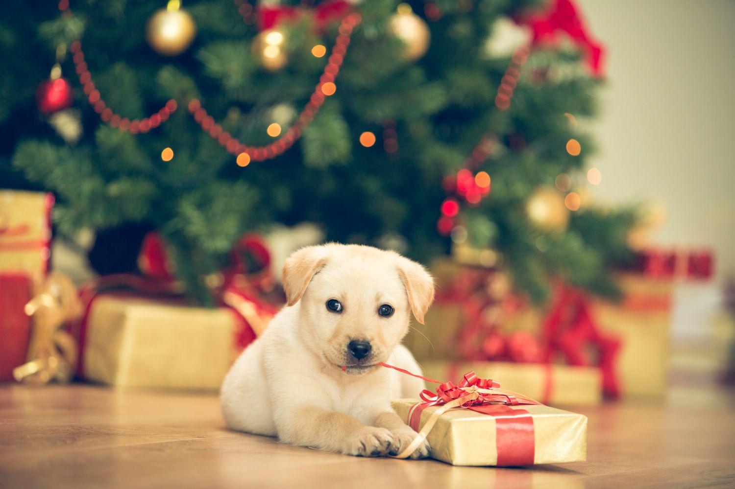 Dont Give Pets as Holiday Gifts Unless the Recipient Is Prepared