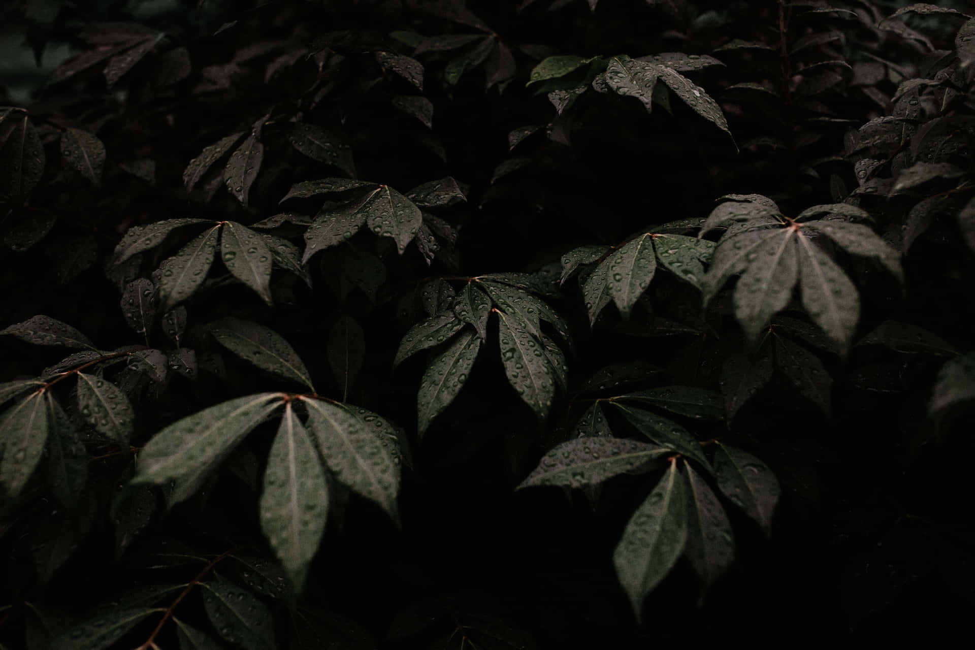 Embrace The Dark Green And Enjoy Nature Wallpaper