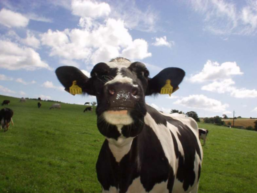 Cow Spot Wallpaper HD In Animals Imageci
