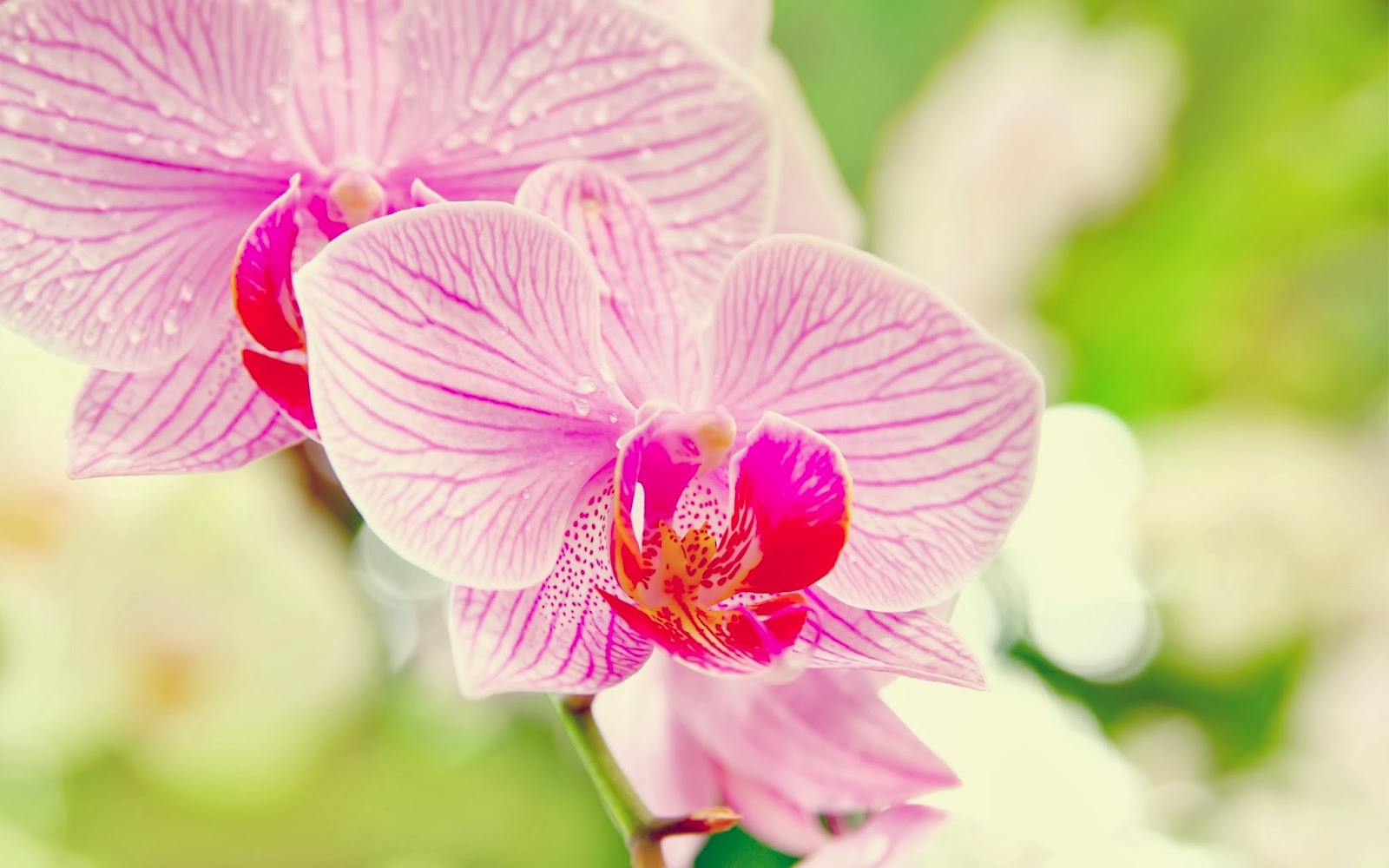 Attractive Pink Orchids Wallpaper Beautiful Desktop