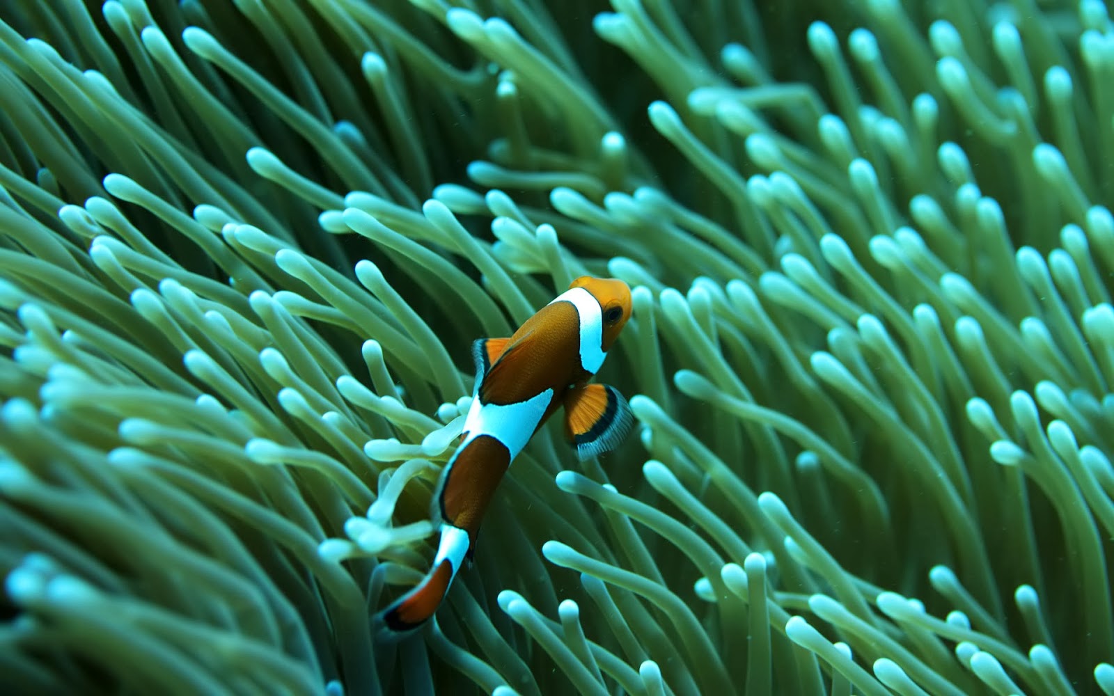 Saltwater Fish Desktop Wallpaper - WallpaperSafari