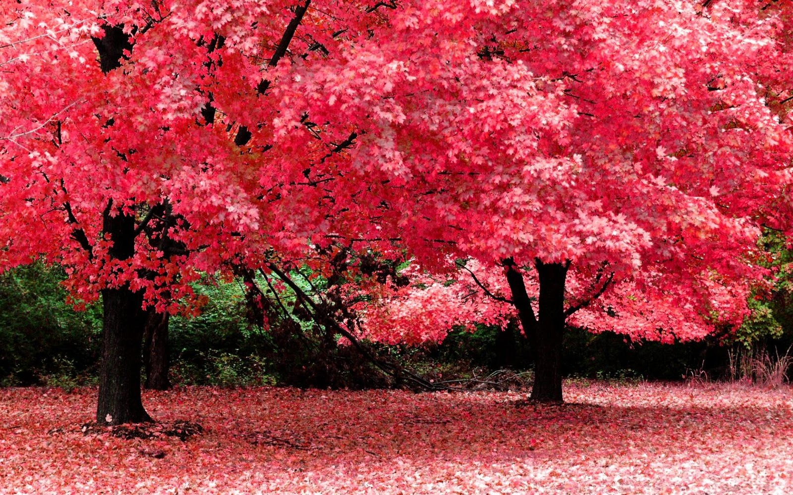 Autumn Fantasy High Resolution Widescreen Nature Desktop Wallpaper