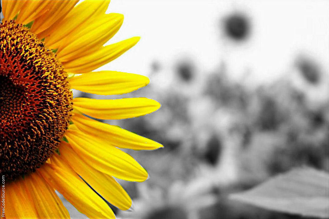 Sunflower Background Tile Good Galleries