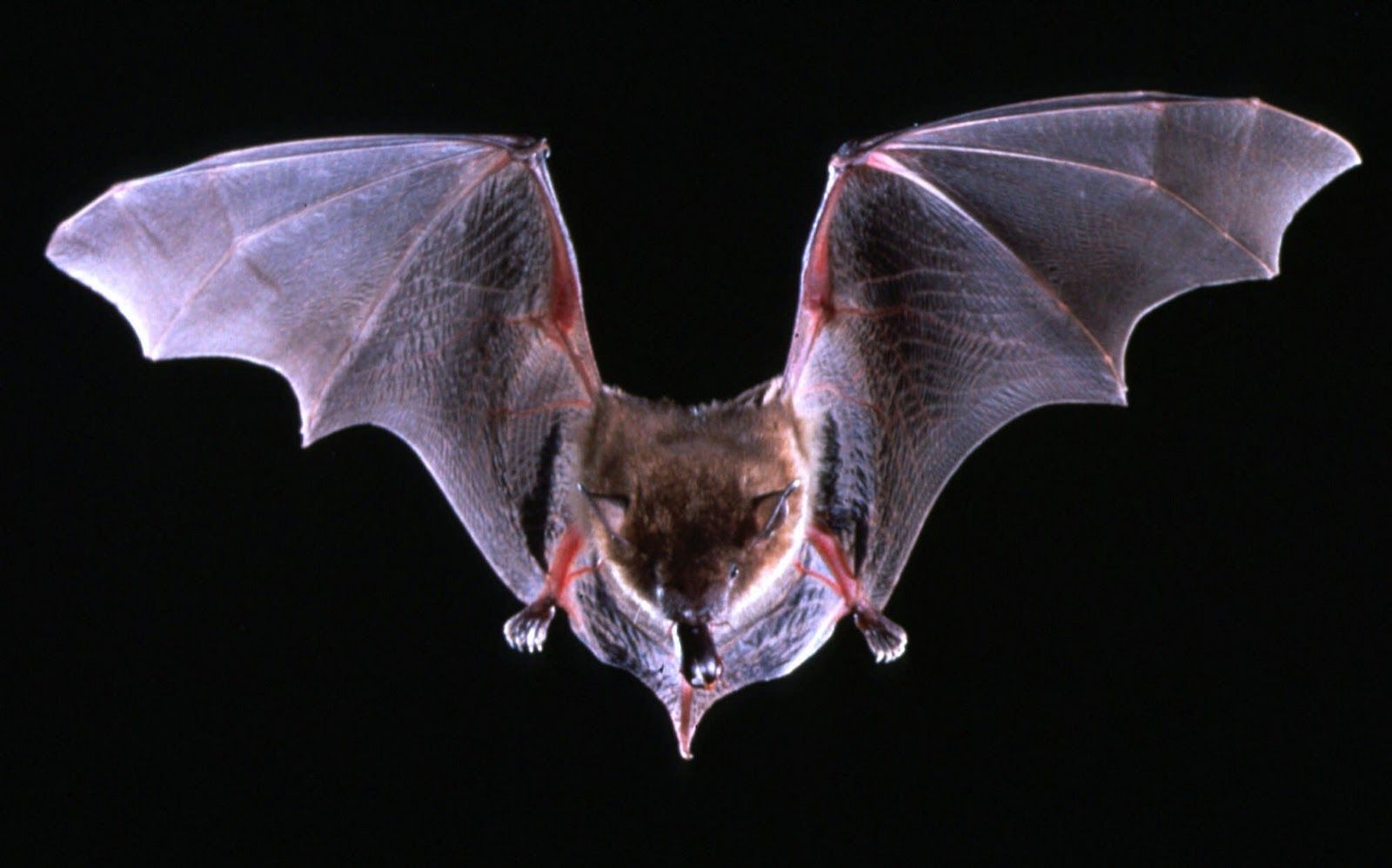 Bats Bat Flying Animals Animal Wallpaper