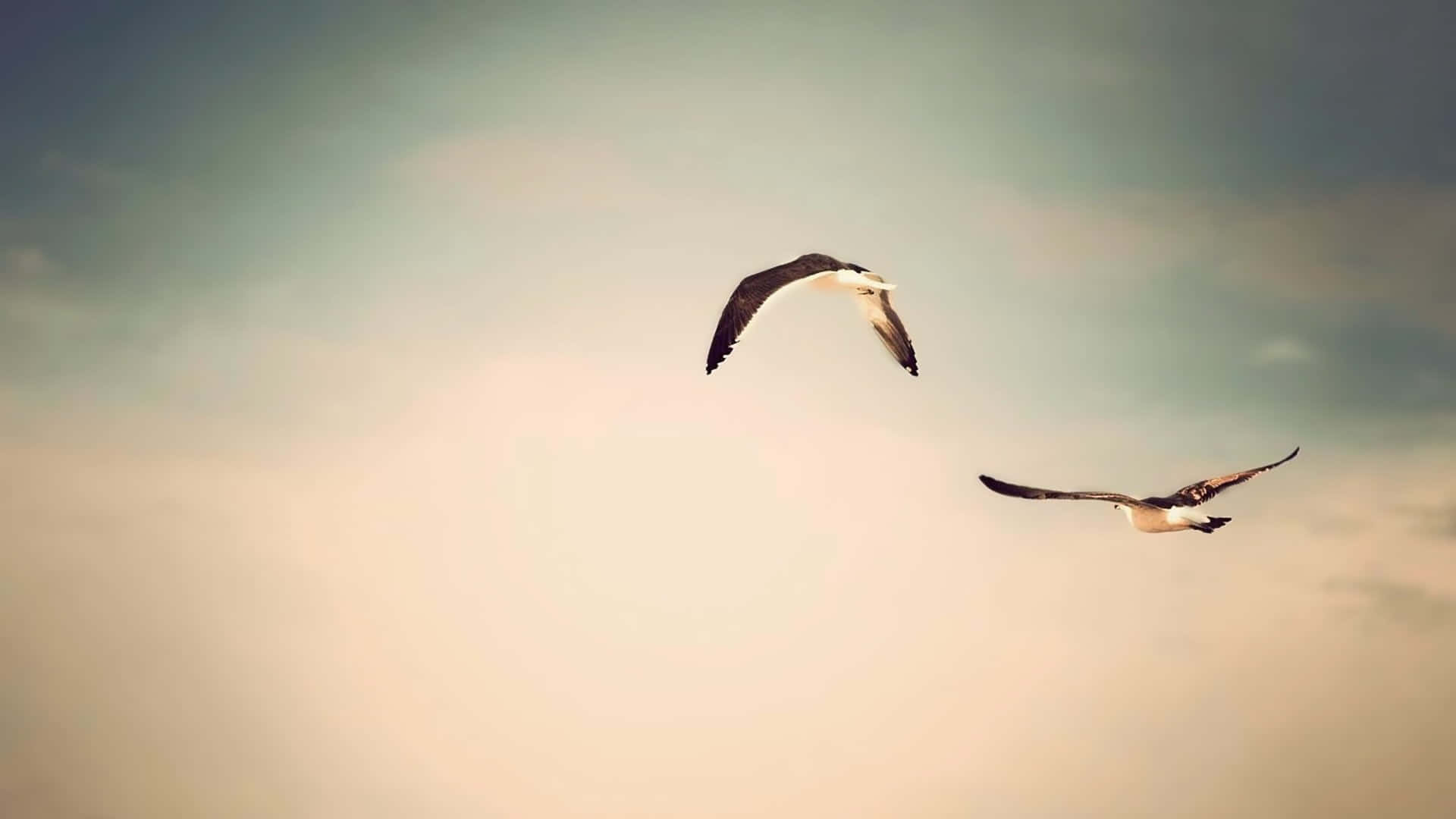 Flying Birds In Gloomy Sky Wallpaper